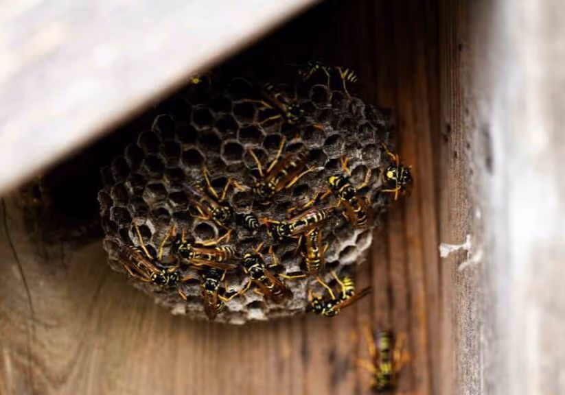 safely removing wasp nests from your property in vancouver
