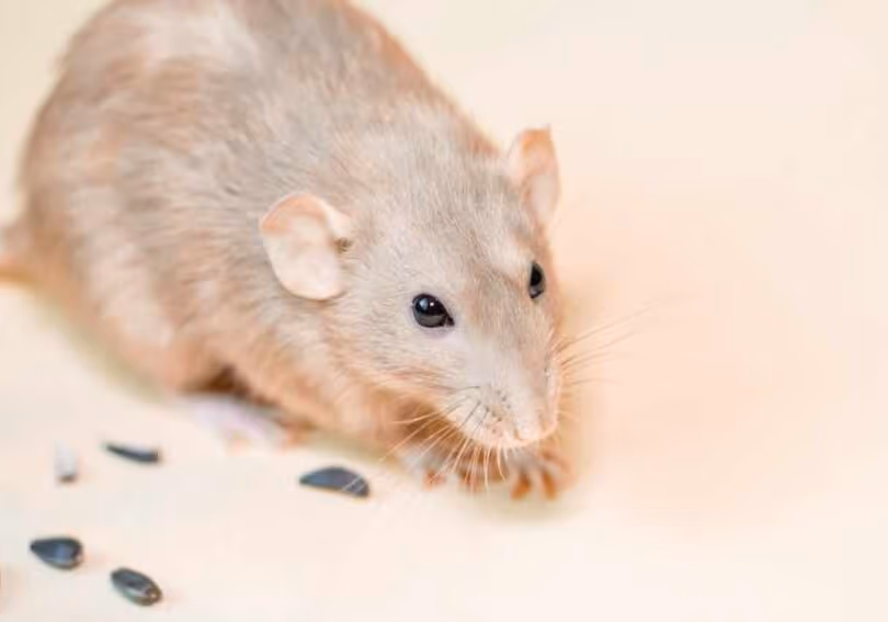 the hidden dangers health risks posed by mice for homes and businesses in vancouver