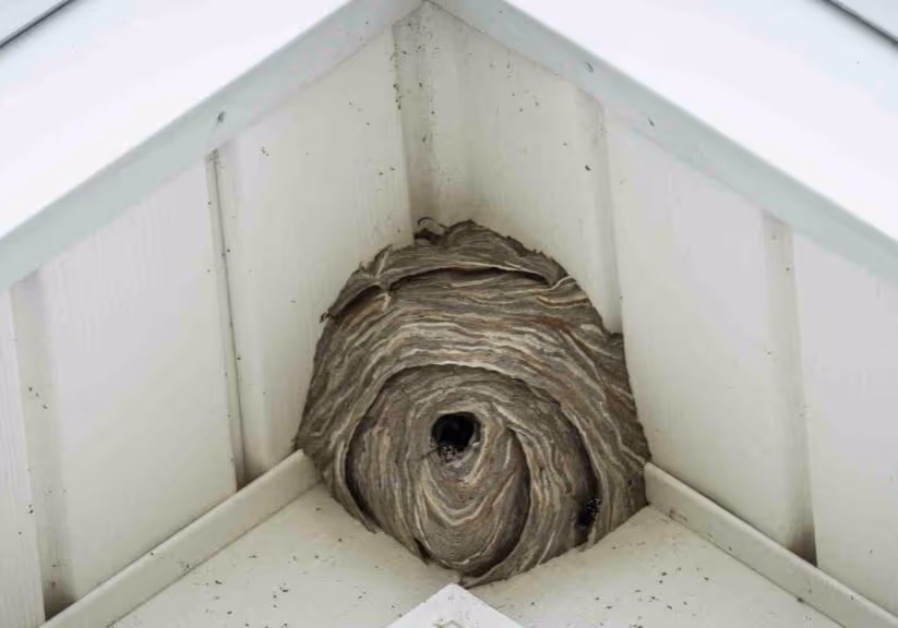 top tips for preventing wasp nests on your property