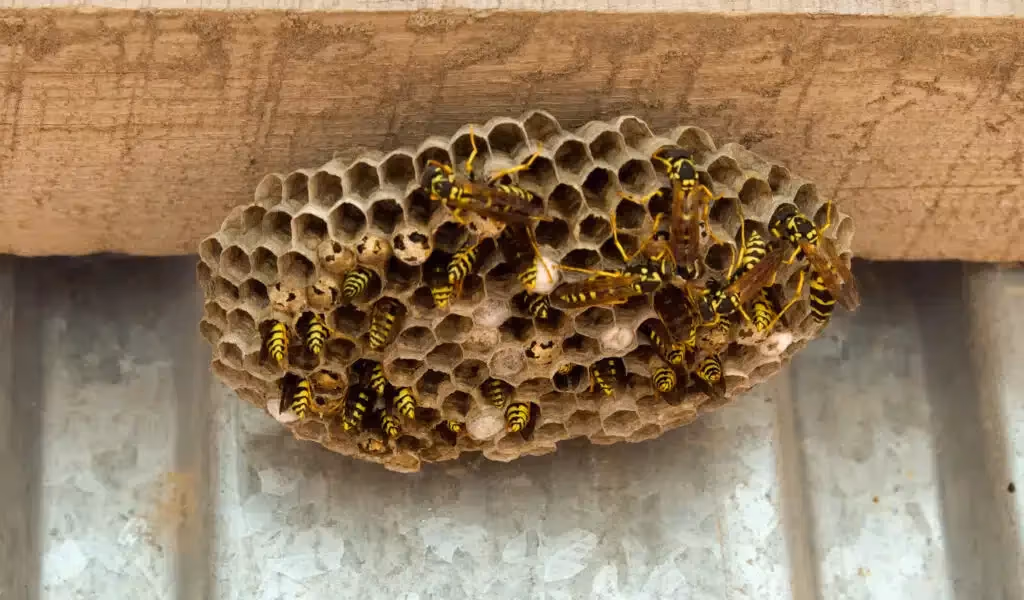 Wasp nest removal in Burnaby