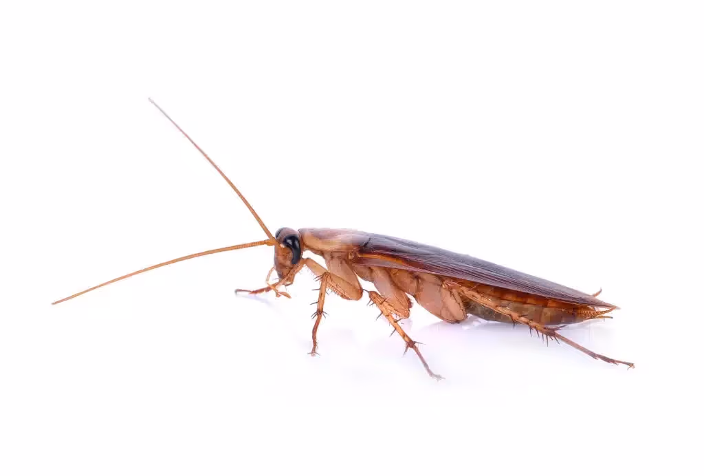 Cockroach extermination in Burnaby