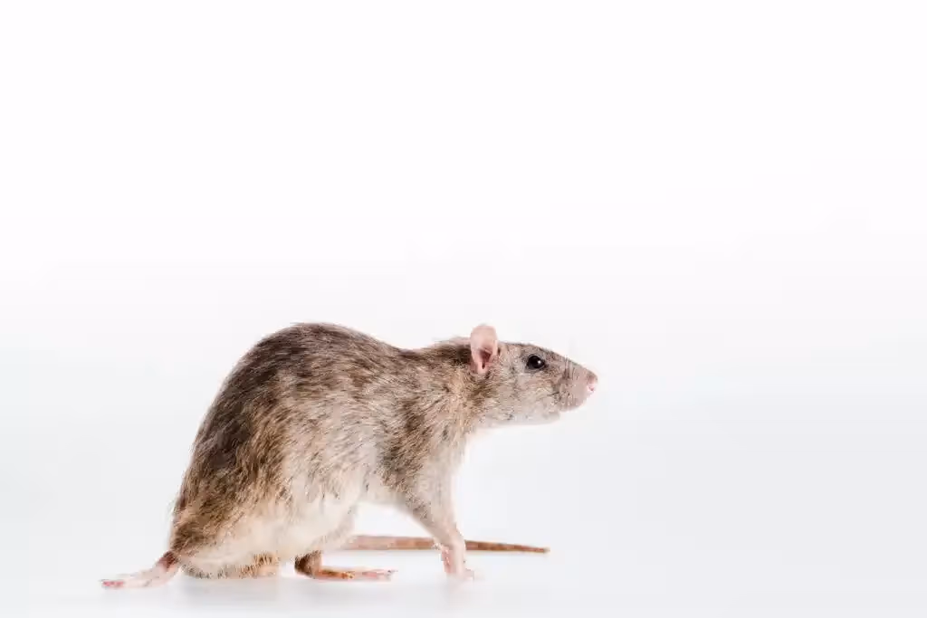 Rodent control in Burnaby