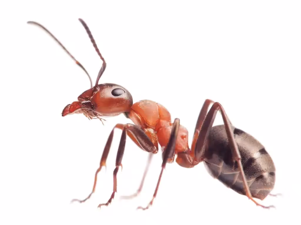 Ant control in Burnaby