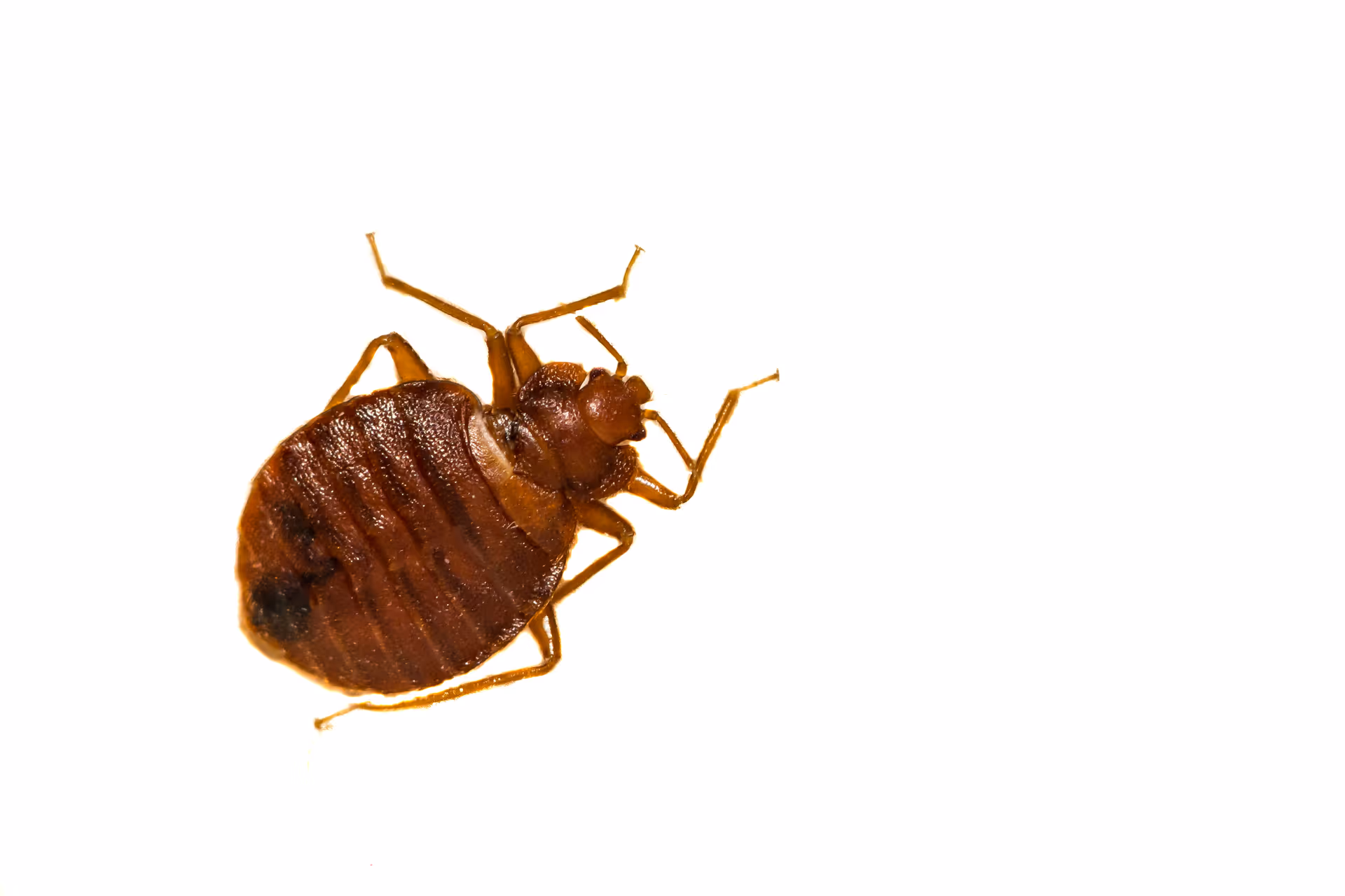 Bed bug removal in Burnaby