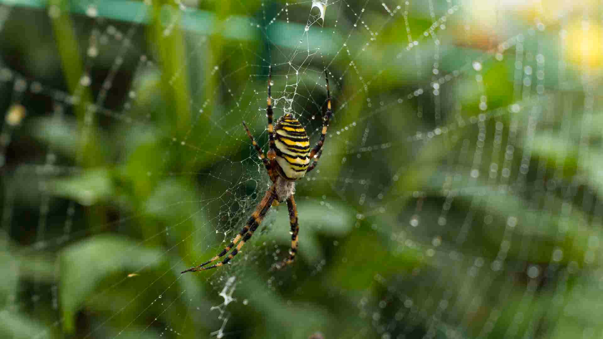 Spider control in Burnaby