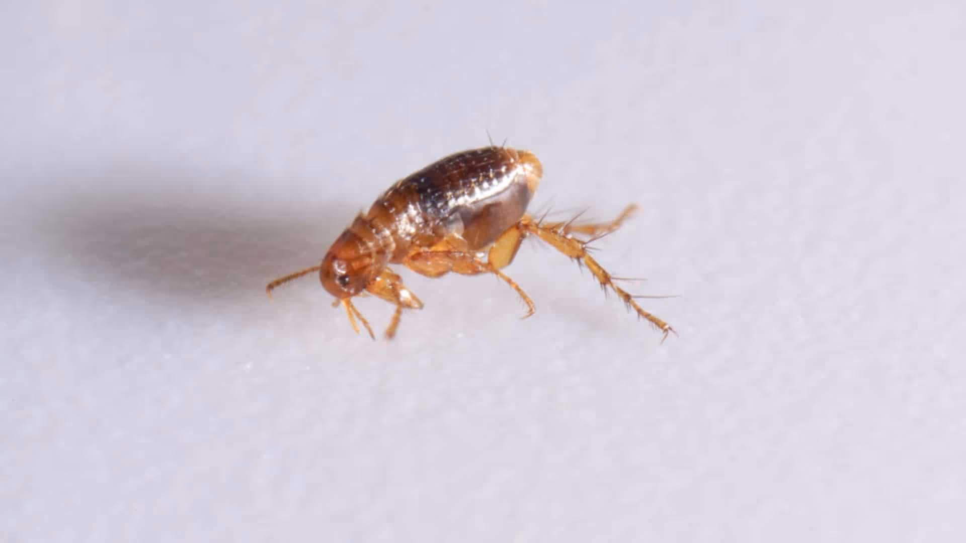 Flea and tick control in Burnaby