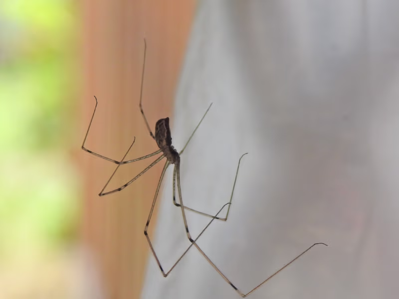 Cellar spider (daddy long legs) in Burnaby