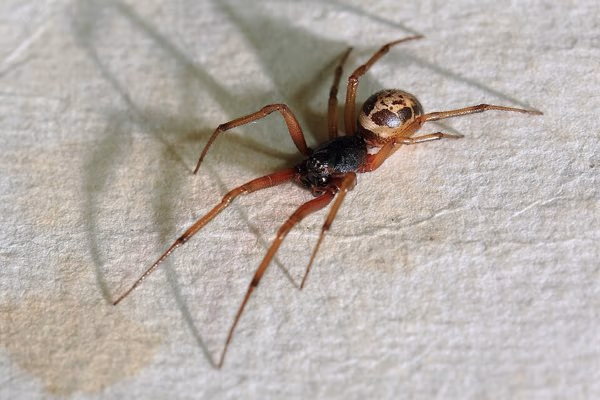 False widow spider in Burnaby