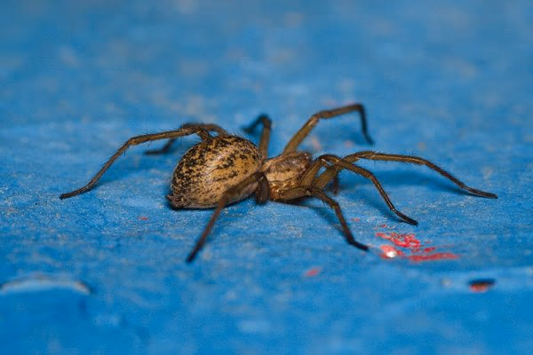 Hobo spider in Burnaby