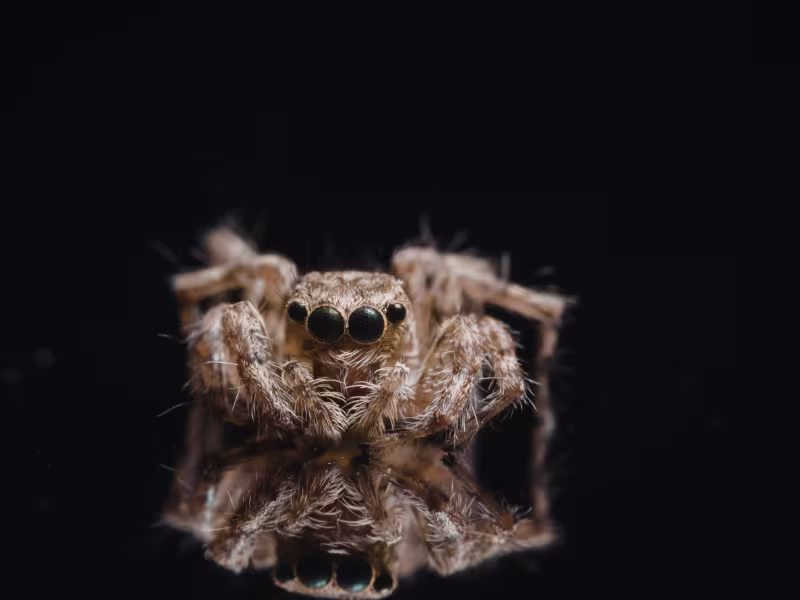 Wolf spider in Burnaby