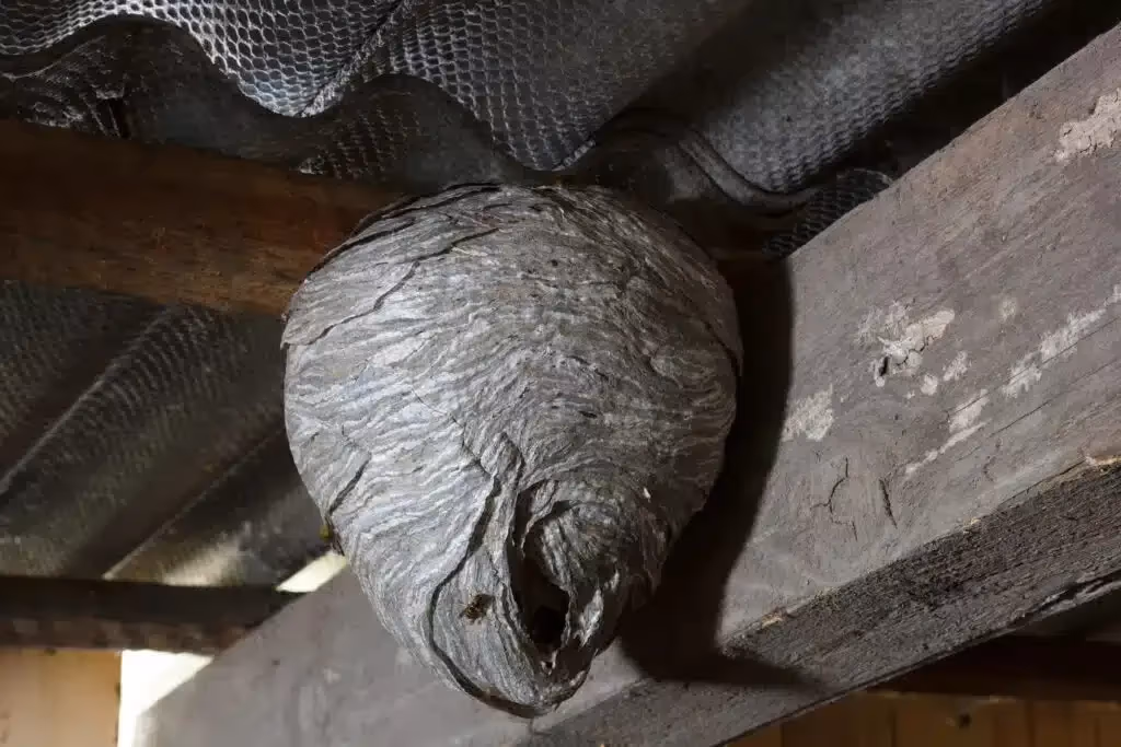 Wasp nest built under a roof eave