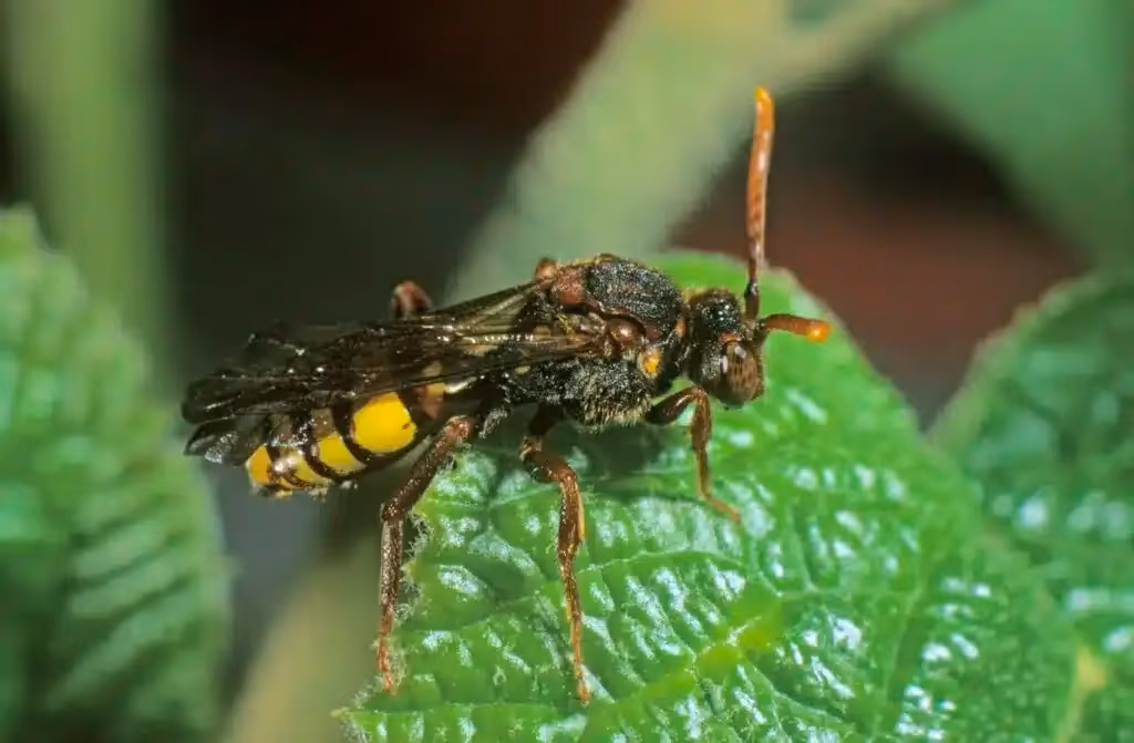 Solitary digger wasp on a leaf
