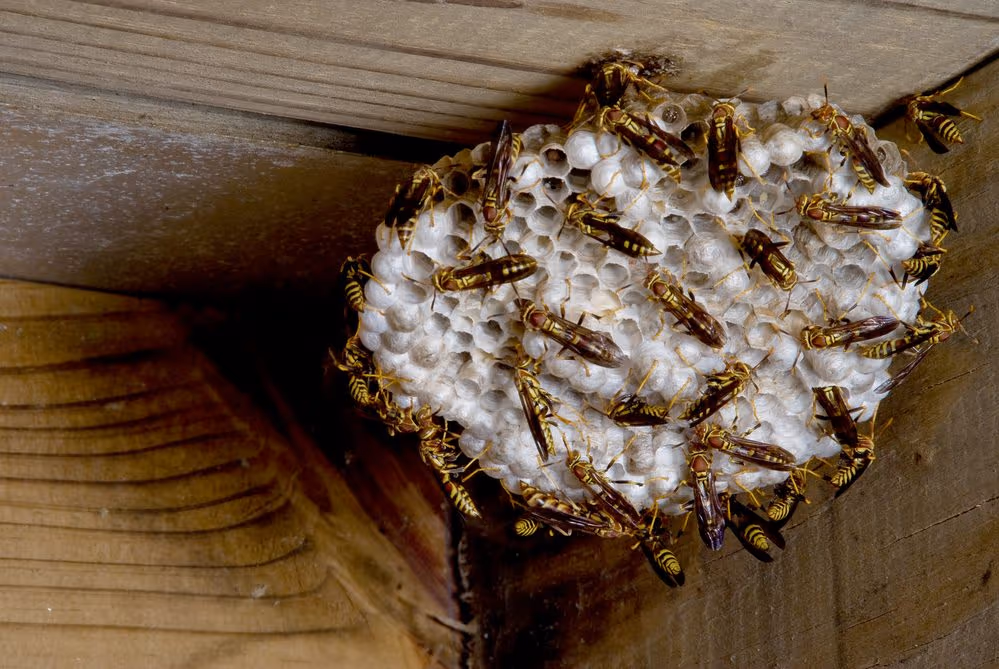 Yellow jackets on a wasp nest in Burnaby
