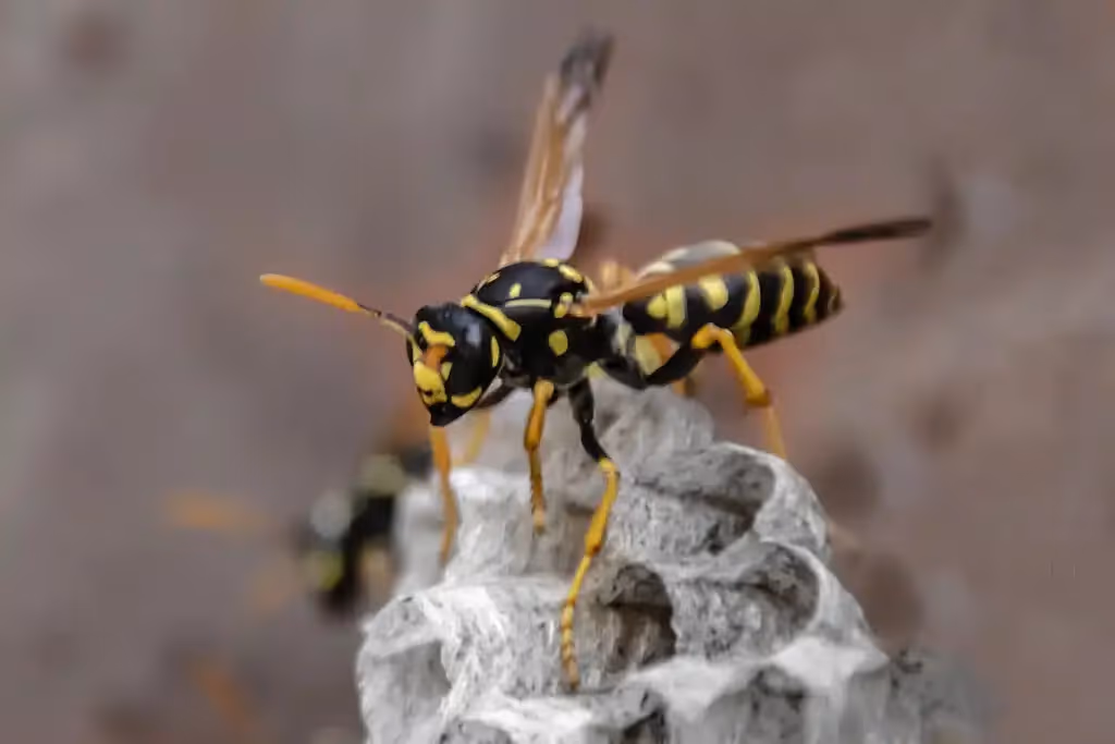 Paper wasp on its nest