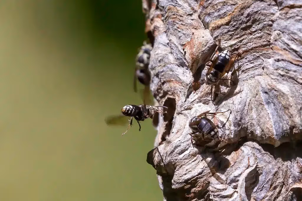 Bald-faced hornets on a large paper nest