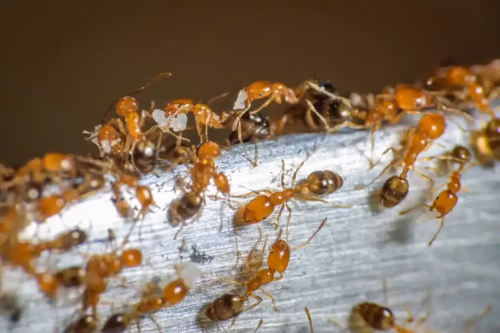 Pharaoh ant control in Coquitlam