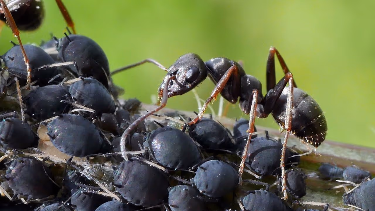 Pavement ant extermination in Coquitlam
