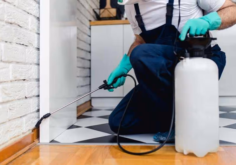 Emergency carpenter ant control in Vancouver