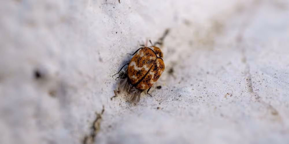 Bed bug on wall surface – Pest Control Coquitlam by Pesticon
