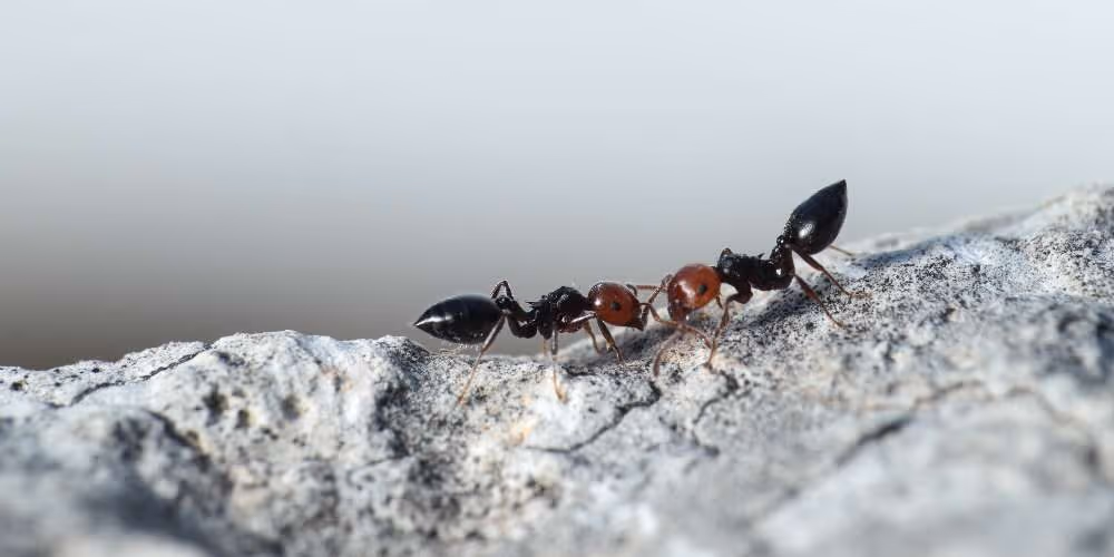 Carpenter ants on concrete surface – Pest Control Coquitlam by Pesticon