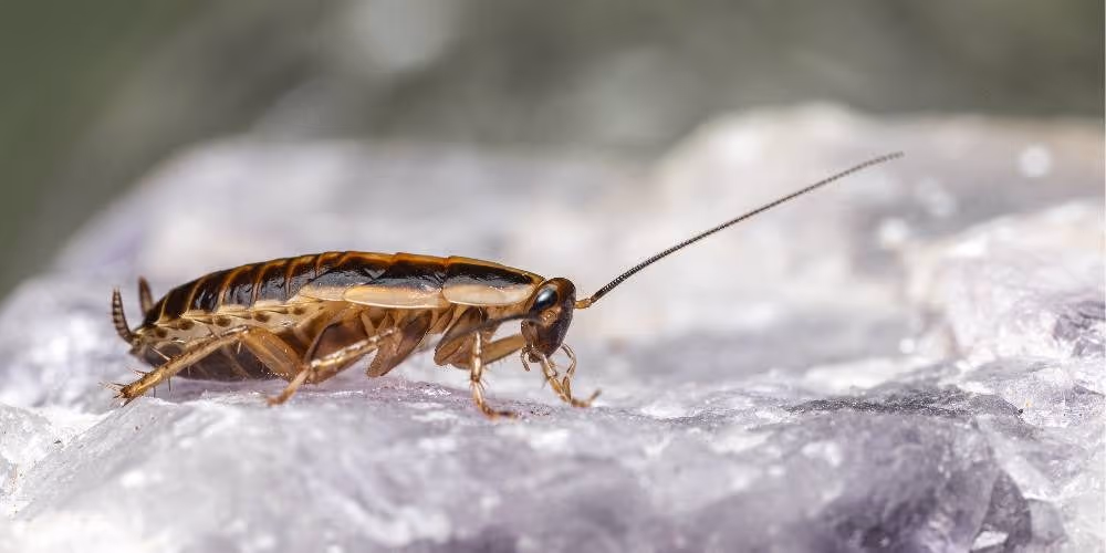 Cockroach close-up on surface – Pest Control Coquitlam by Pesticon