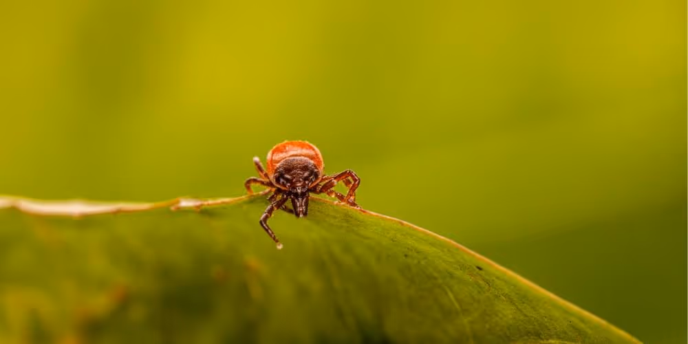 Flea close-up on leaf – Pest Control Coquitlam flea extermination by Pesticon