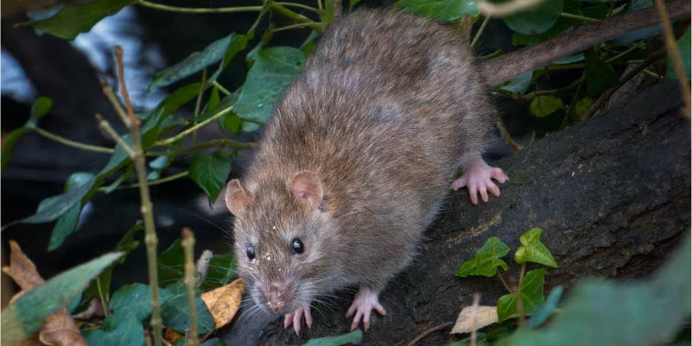 Rat in outdoor vegetation – Pest Control Coquitlam rodent removal by Pesticon
