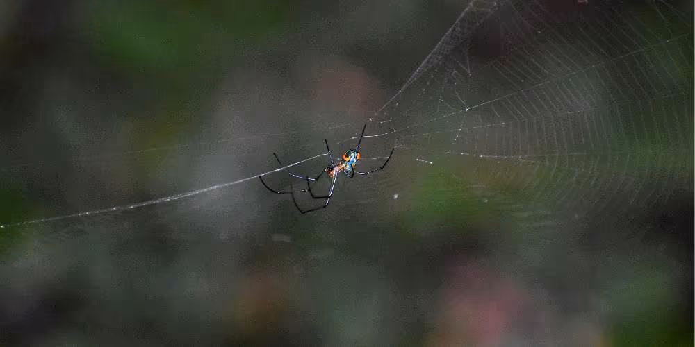 Spider on web in garden – Pest Control Coquitlam spider control by Pesticon