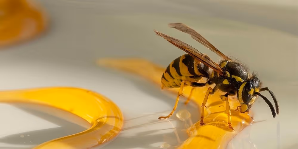 Wasp feeding on liquid – Pest Control Coquitlam wasp removal by Pesticon