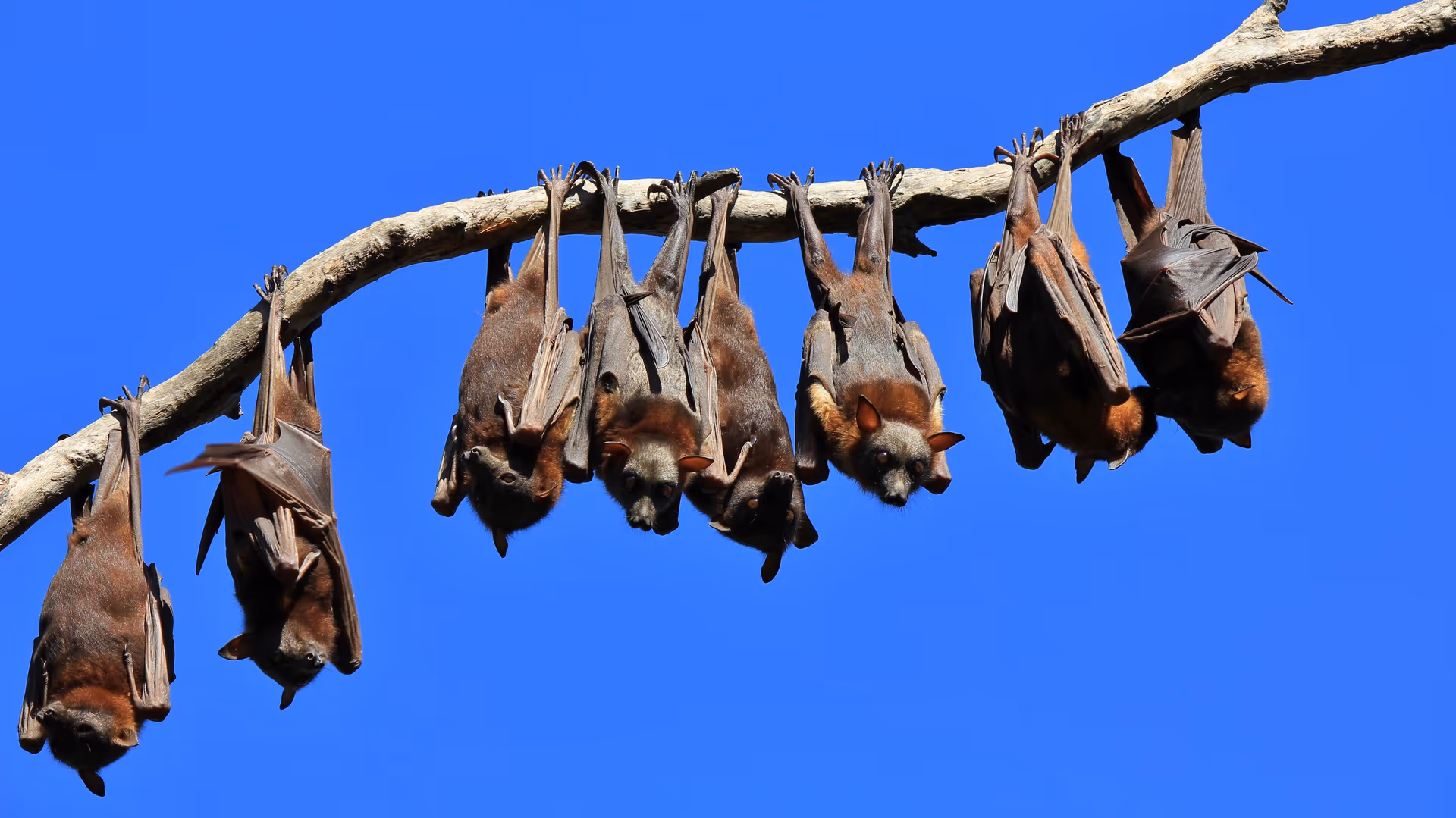 Bat removal in Langley