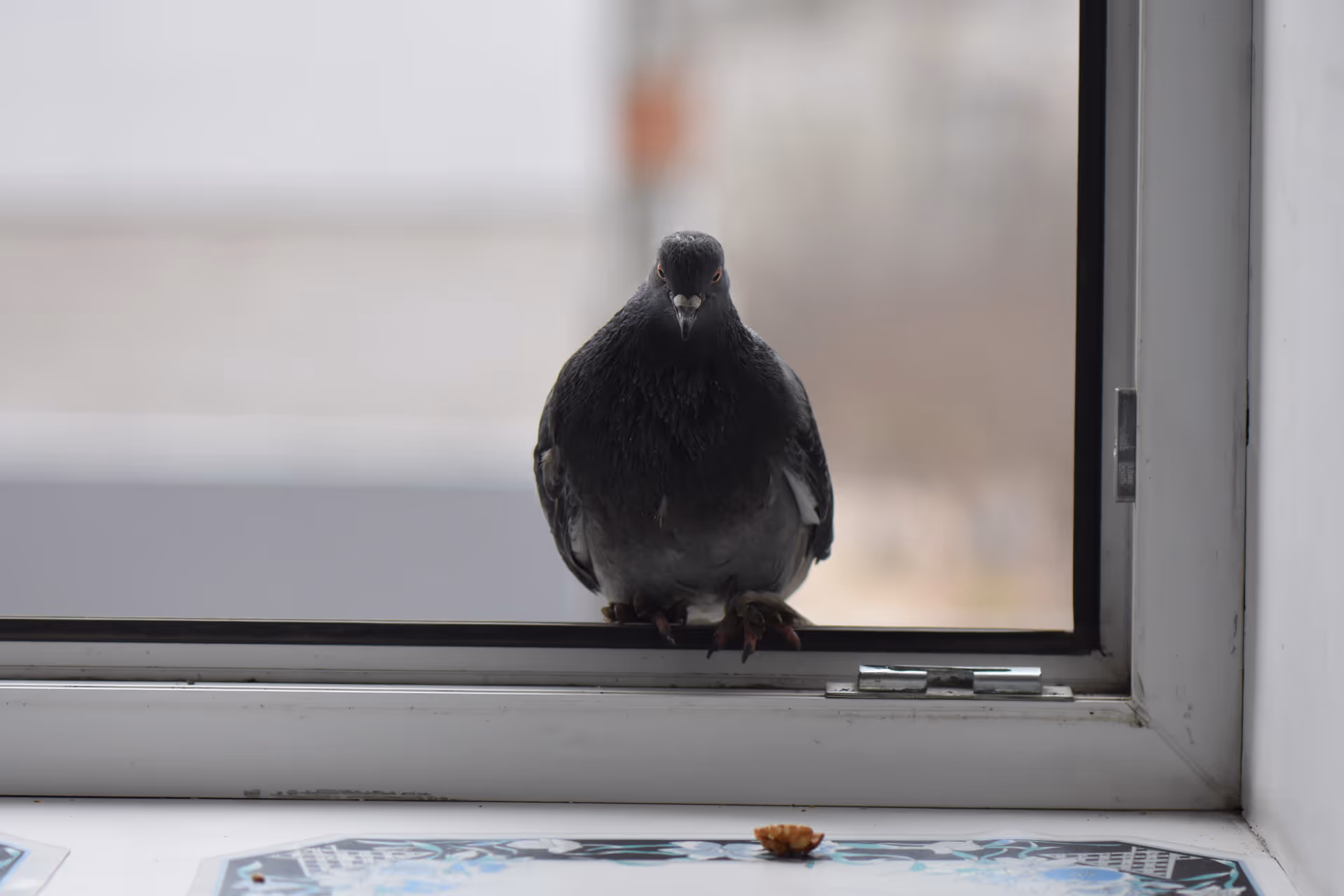 Bird control and nest removal in Langley