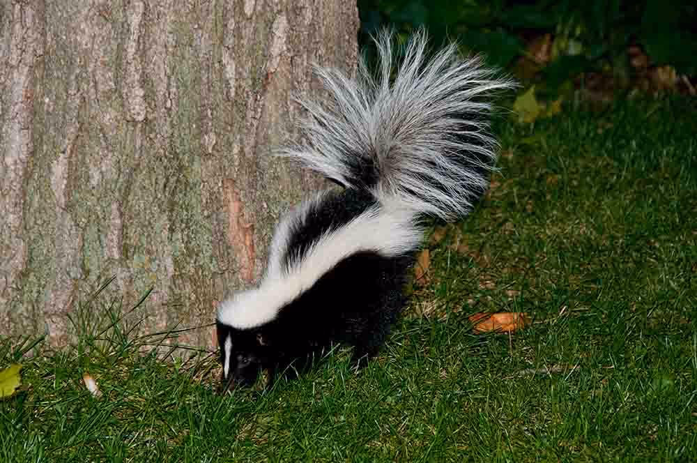 Skunk removal in Langley