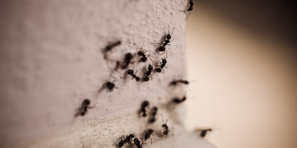 Carpenter ants crawling along wall inside Langley home requiring ant control treatment