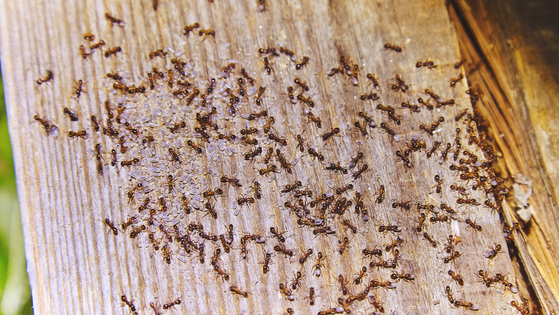 Carpenter ants inside the woods of a house