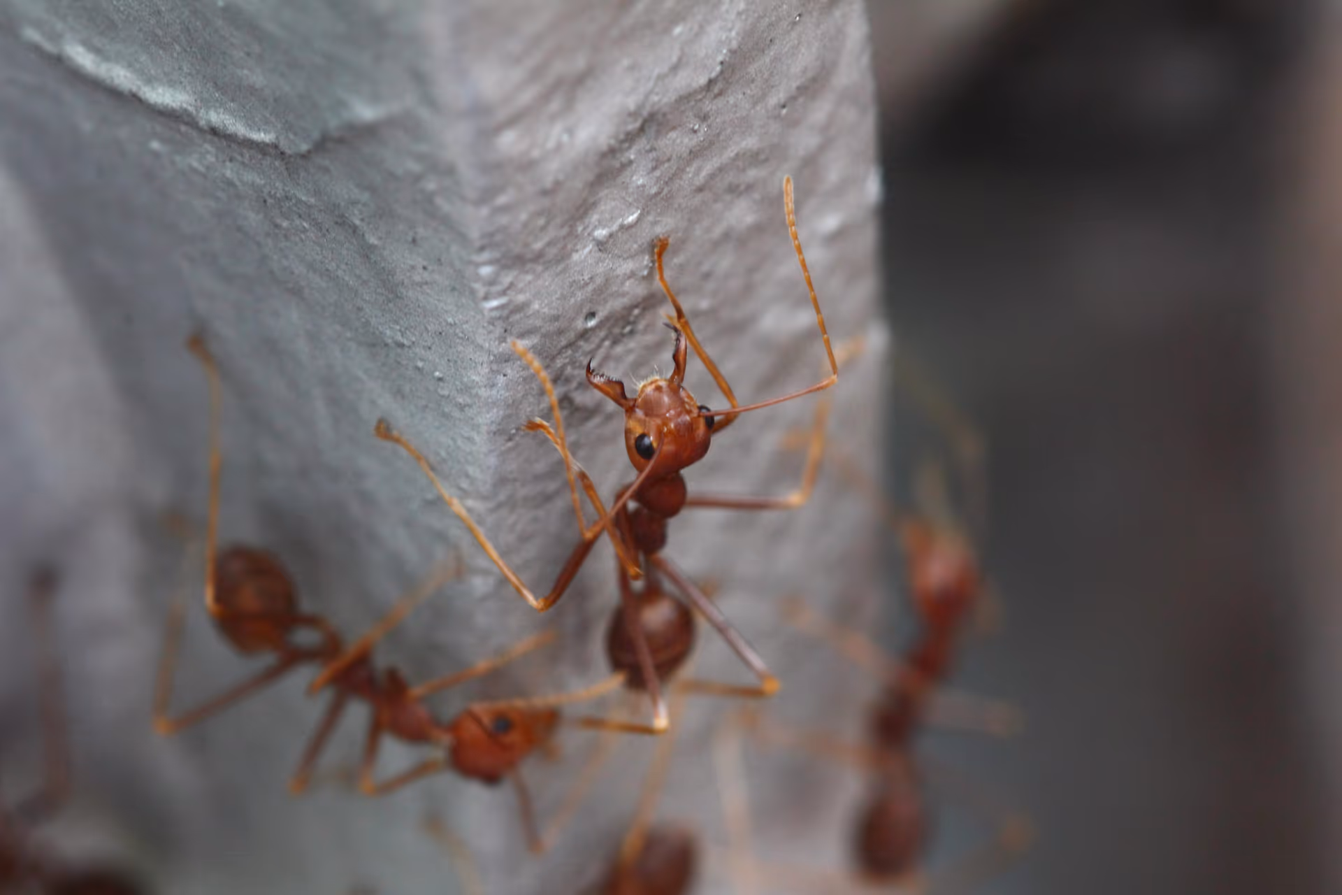European fire ants, an emerging threat in Langley