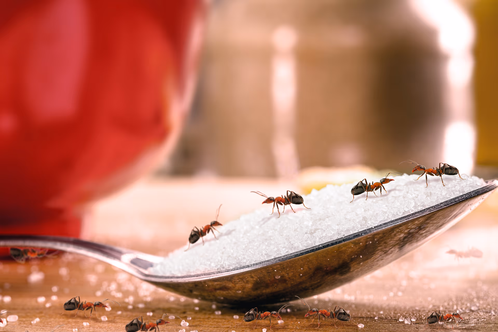 Sweet ants eating sugar on a spoon inside the kitchen