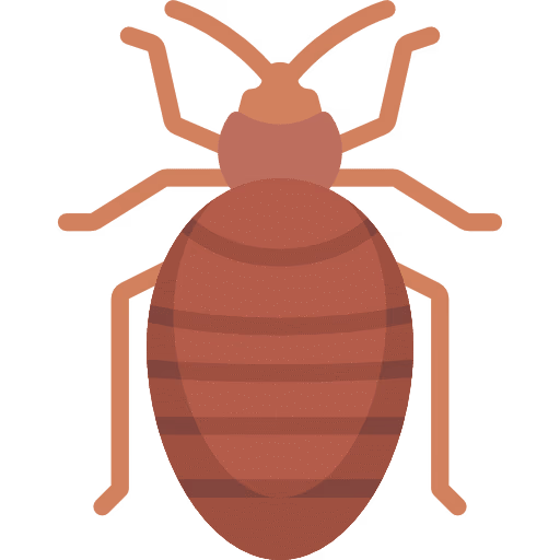 bedbug (3)
