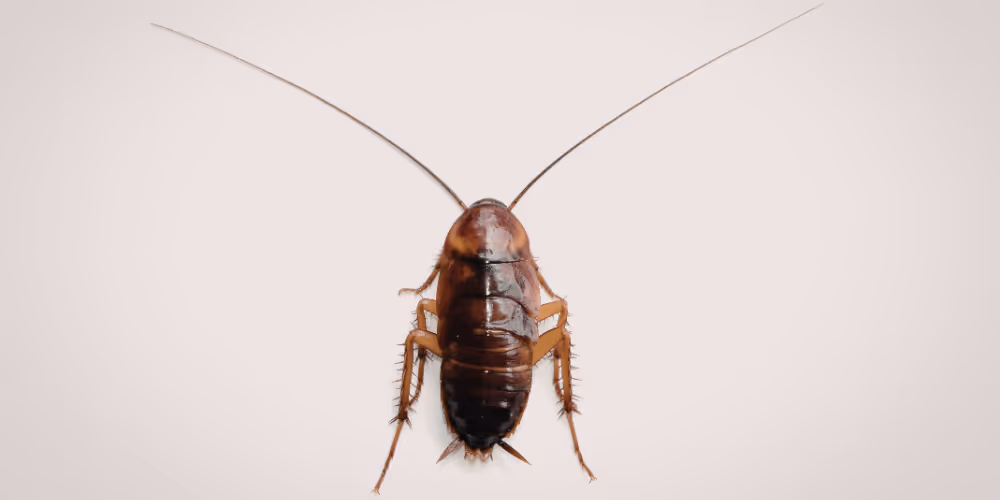 Cockroach close-up on white surface requiring professional cockroach control in Langley