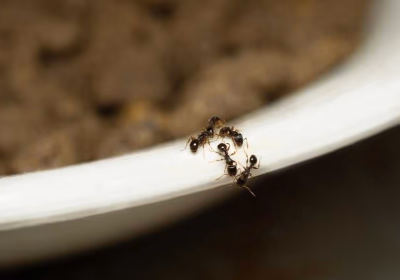 Preventing carpenter ant infestations in Vancouver homes