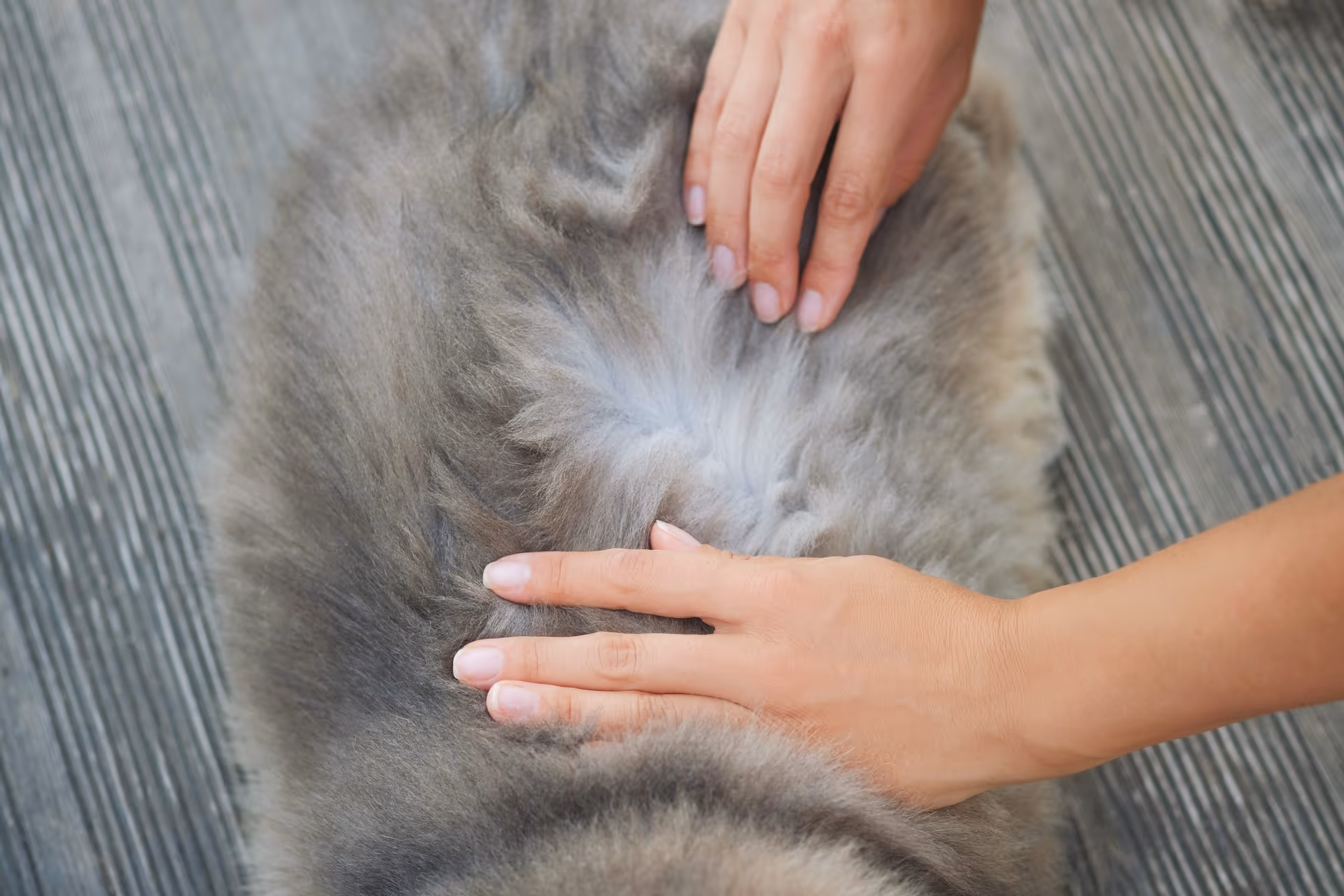 Hands of a woman searching for cat fleas at home — Pesticon flea control Langley