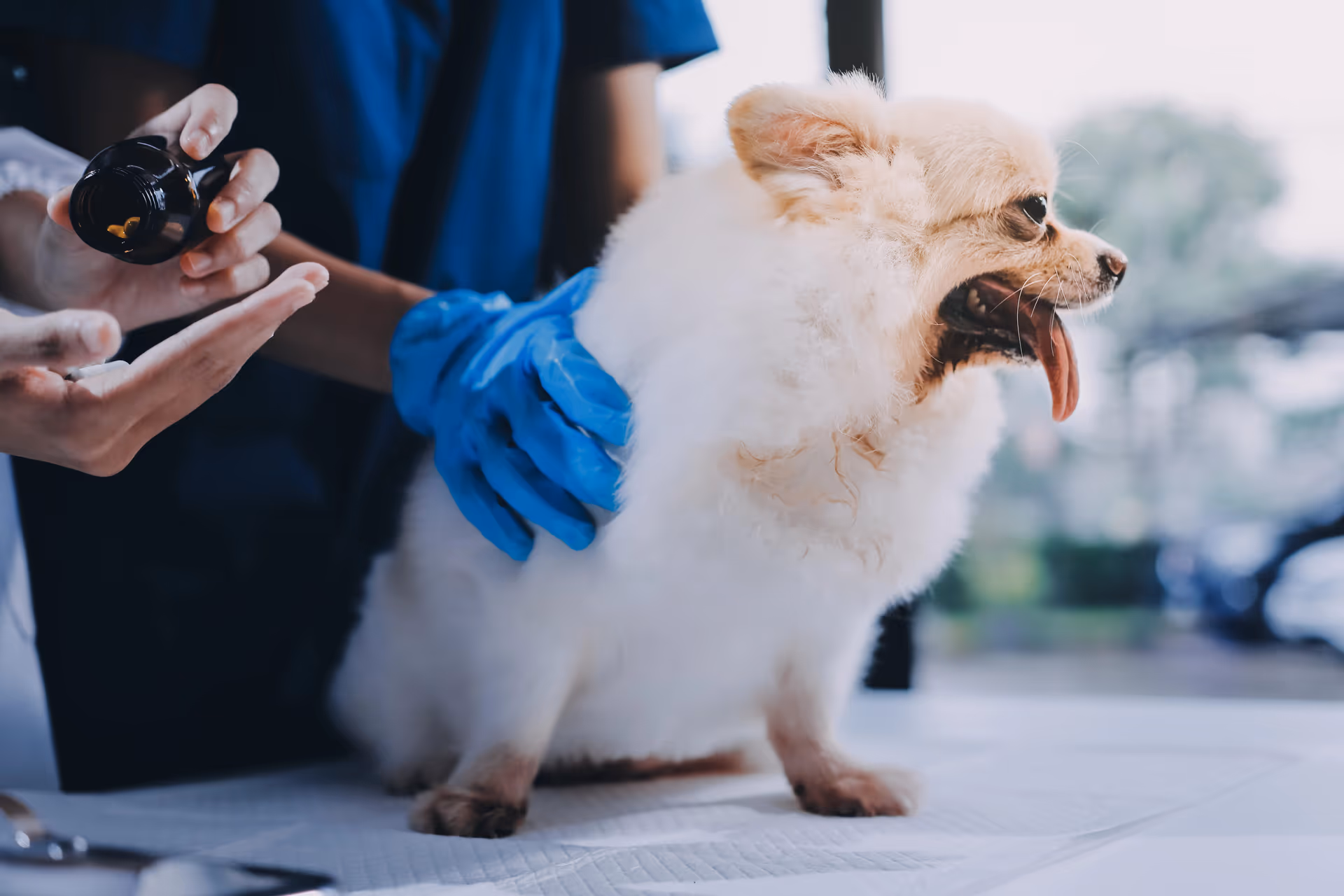 Professional flea treatment for a Langley business — Pesticon commercial flea control