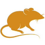 Mice and rat control Langley