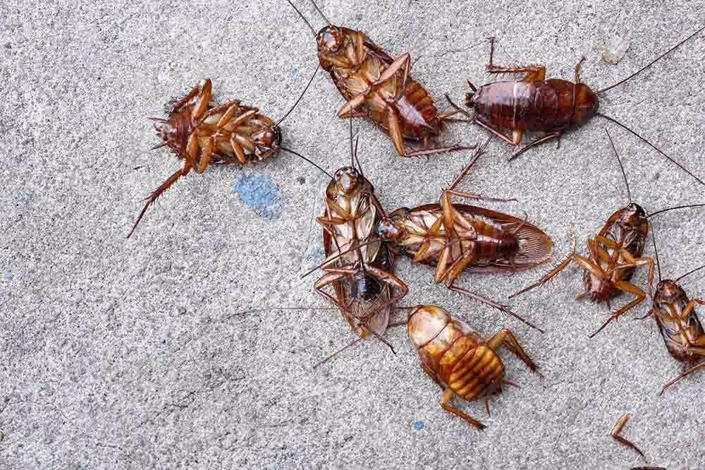 best pest control company langley