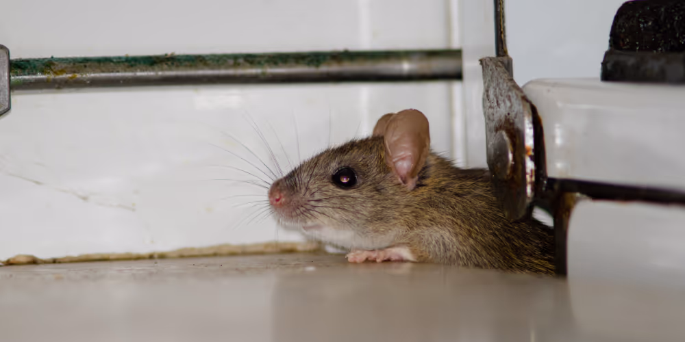 Mouse hiding behind kitchen appliance in Langley home requiring rodent control