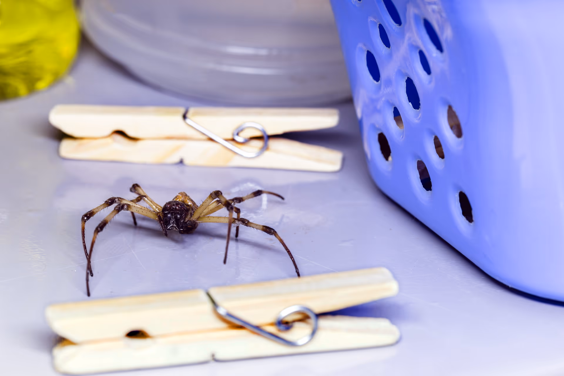 dangerous animal walking around the house, spider in the laundry, concept of pest or pest control