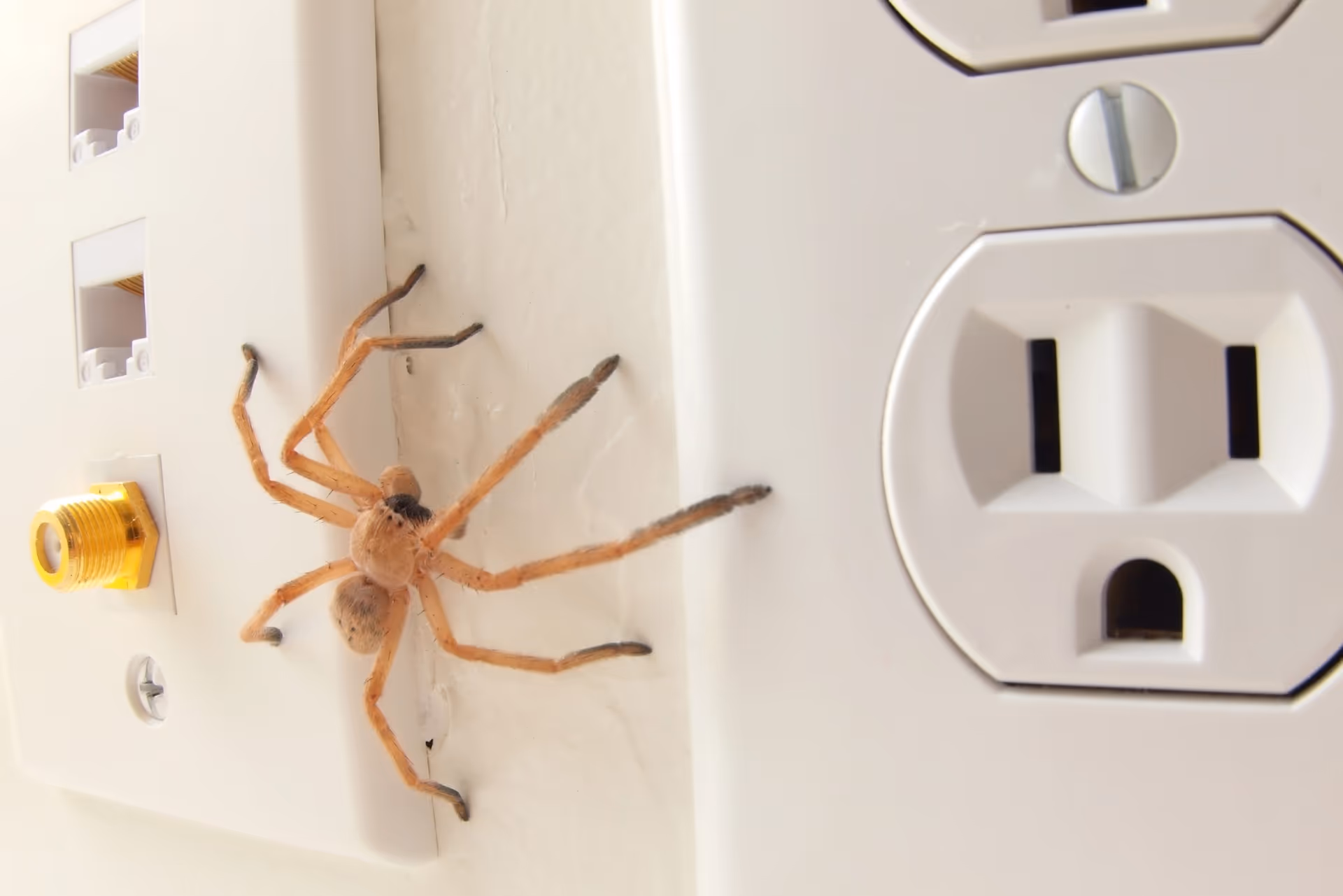 Spider Control Langley