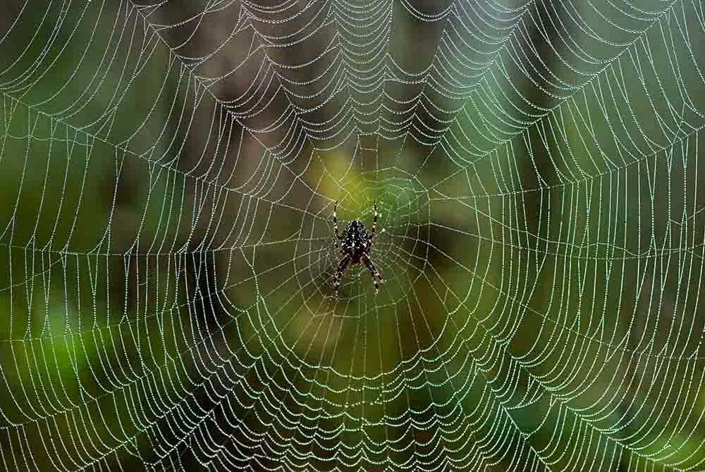 affordable spider control langley