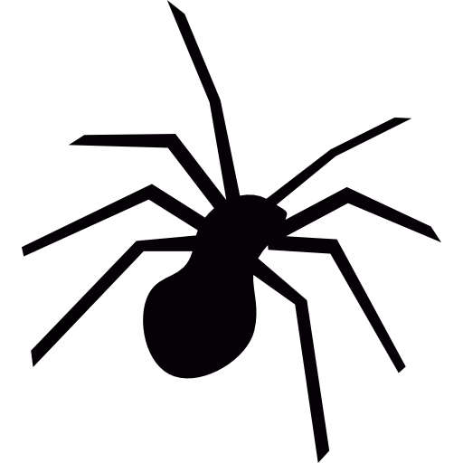 spider insect