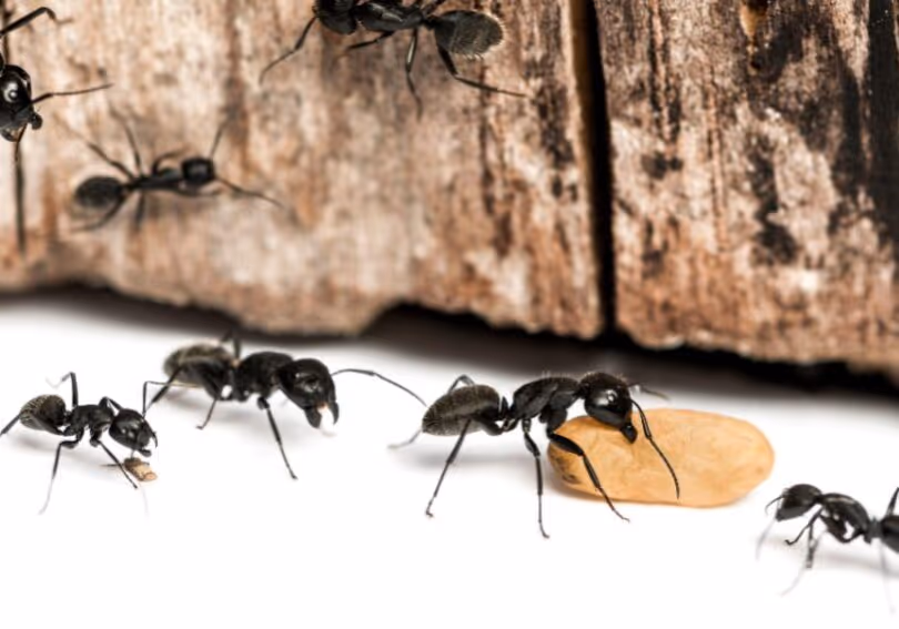 why vancouvers humidity makes homes a carpenter ant haven