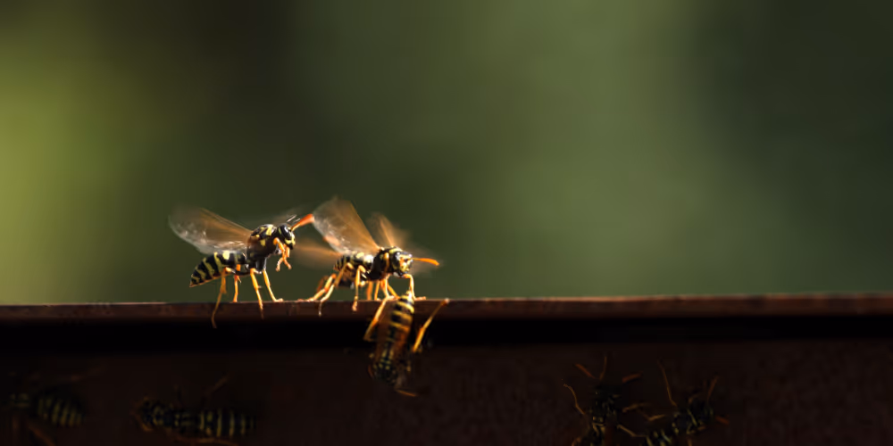 Wasps gathering on metal surface outdoors in Langley requiring wasp removal service